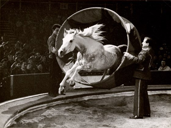 Liberty Horse - Bertram Mills Circus Olympia London